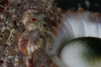 Media type: image;   Malacology 393771 Description: live specimen;